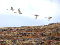 The swans migrate in fall to the UK