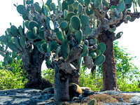 Dry climate produces cacti; cacti shade sea lions.
