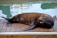 Seals of San Francisco