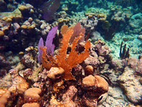 Reef next seven photos