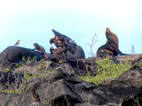San Cristobal mockingbird, land iguana, two hawks mating, sea lion: the Galapagos
