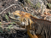 Land iguanas (next 8 pictures)