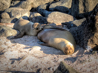 Sea lion mother and pup