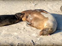 Another sea lion mother and pup