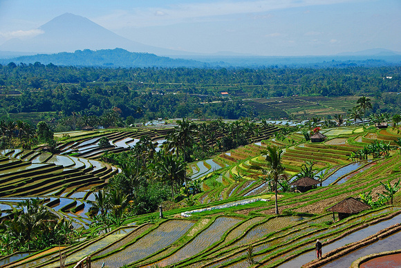 Since forever, the Balinese have been sculpting rice terraces.