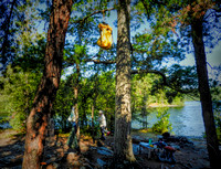 Hanging food pack in tree to bear-proof our site