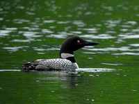 lots of loons