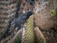 One of the 18 species of finch: the cactus finch