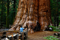 Gereral Sherman, the world's largest living tree