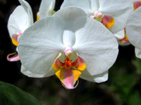 Orchids 2004