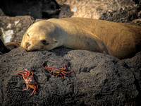 Sea lion in symbiotic relationship with crabs: they eat lice; it doesn't eat them.