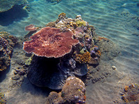 Table coral