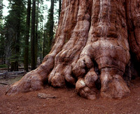 Giant sequoia toes