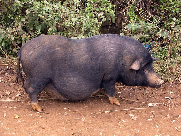 Vietnamese pot-bellied pig