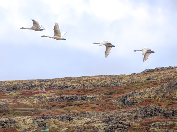 The swans migrate in fall to the UK
