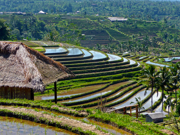 Agriculture is the largest employer in Bali