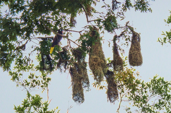 Oropendolas live in huge communal nests