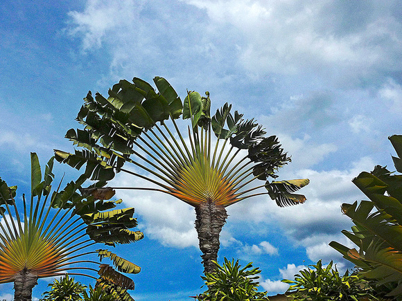 Peacock fan palm tree