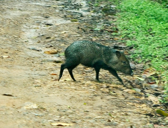 Why did the peccary cross the road?