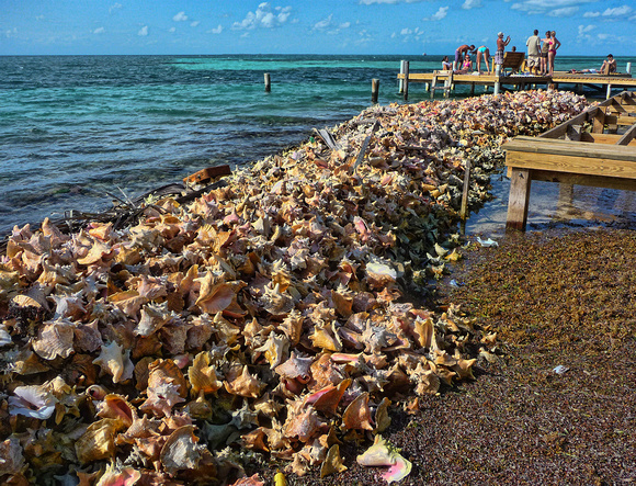 Discarded conches as breakwater