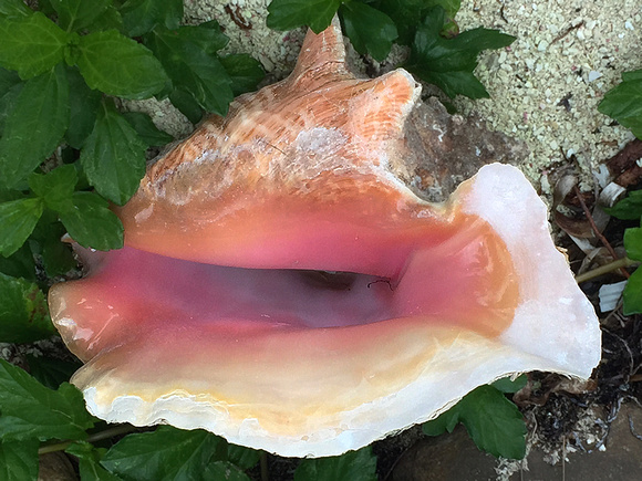 Beautiful conch close up