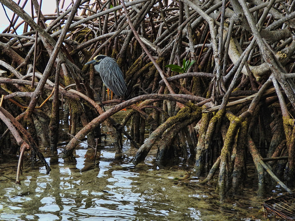 Night heron in mangrove