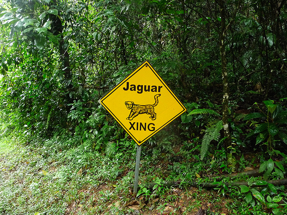 To avoid the jaguar.