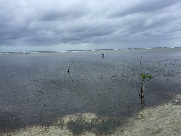 The caye was surrounded by birds