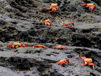 Sally lightfoot crabs (3 photos)