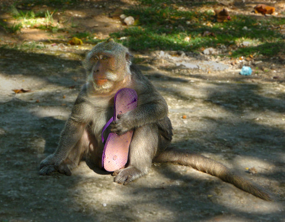 Sacred monkey with stolen tourist flipflop, awaiting banana ransom.