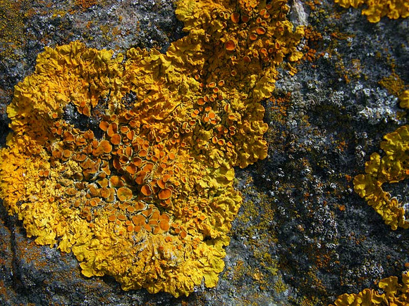 Scottish lichen