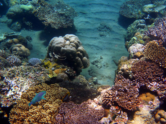 Indonesia has more coral reefs than any other country