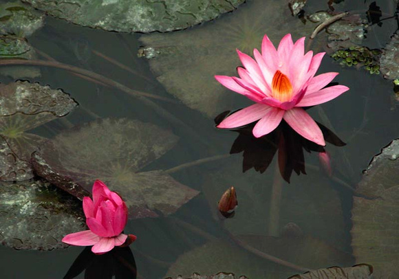 The lotus, a religious symbol