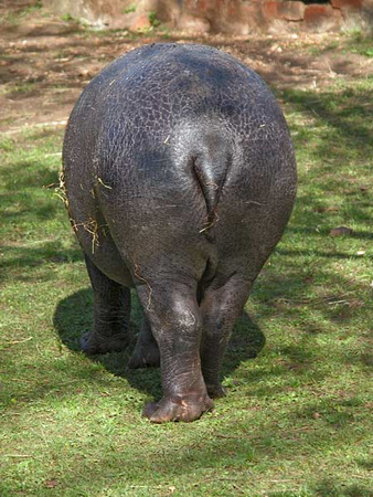 Hippo bum