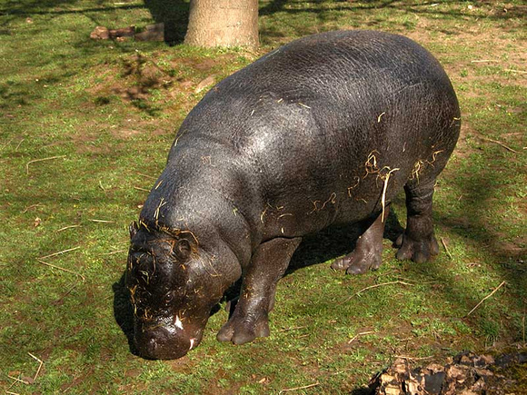 Pigmy hippo in Edinburgh zoo