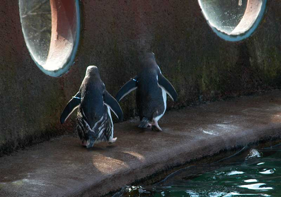 Goose-stepping penguins
