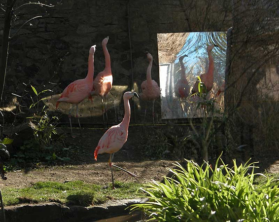 Flamingos breed better with mirrored illusion of larger flock
